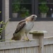 Red tailed hawk by kdrinkie