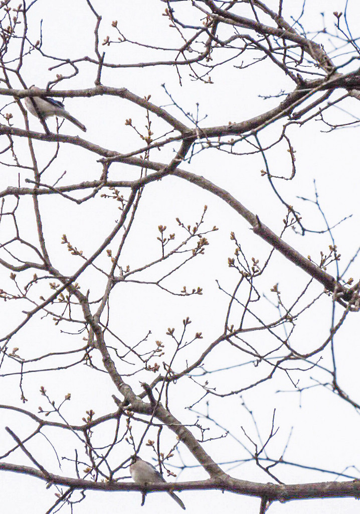 Branches and Birds by mzzhope