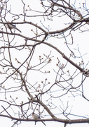 17th Apr 2020 - Branches and Birds