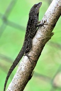 17th Apr 2020 - Brown Anole Lizard