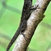 Brown Anole Lizard by chejja