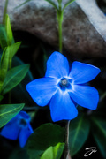 9th Apr 2020 - Periwinkle