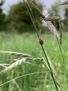 17th Apr 2020 - Ladybug 3