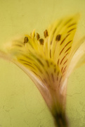 18th Apr 2020 - Peruvian Lily Flower