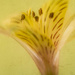 Peruvian Lily Flower by pdulis