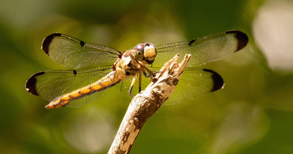 Dragonfly! by rickster549