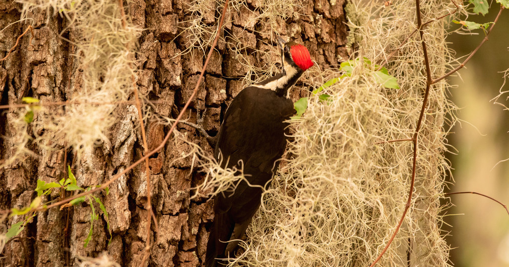 Pileated Woodpecker in the Moss! by rickster549