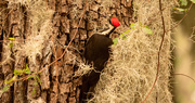 17th Apr 2020 - Pileated Woodpecker in the Moss!