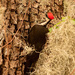 Pileated Woodpecker in the Moss! by rickster549