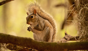 17th Apr 2020 - Squirrel Having a Snack!