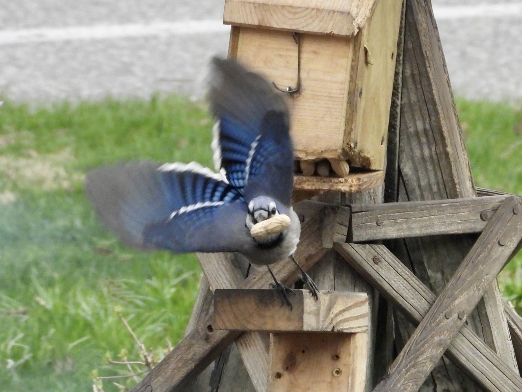 Blue jay take off by amyk
