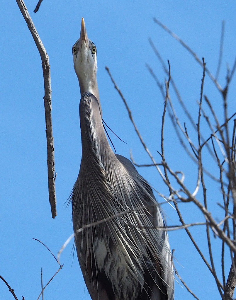 Downward Facing Heron by redy4et