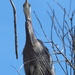 Downward Facing Heron by redy4et