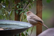 17th Apr 2020 - California Towheee visiting the Bird Bath