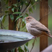 California Towheee visiting the Bird Bath by nicoleweg