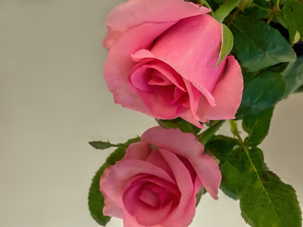 Valentine's Rose by ludwigsdiana