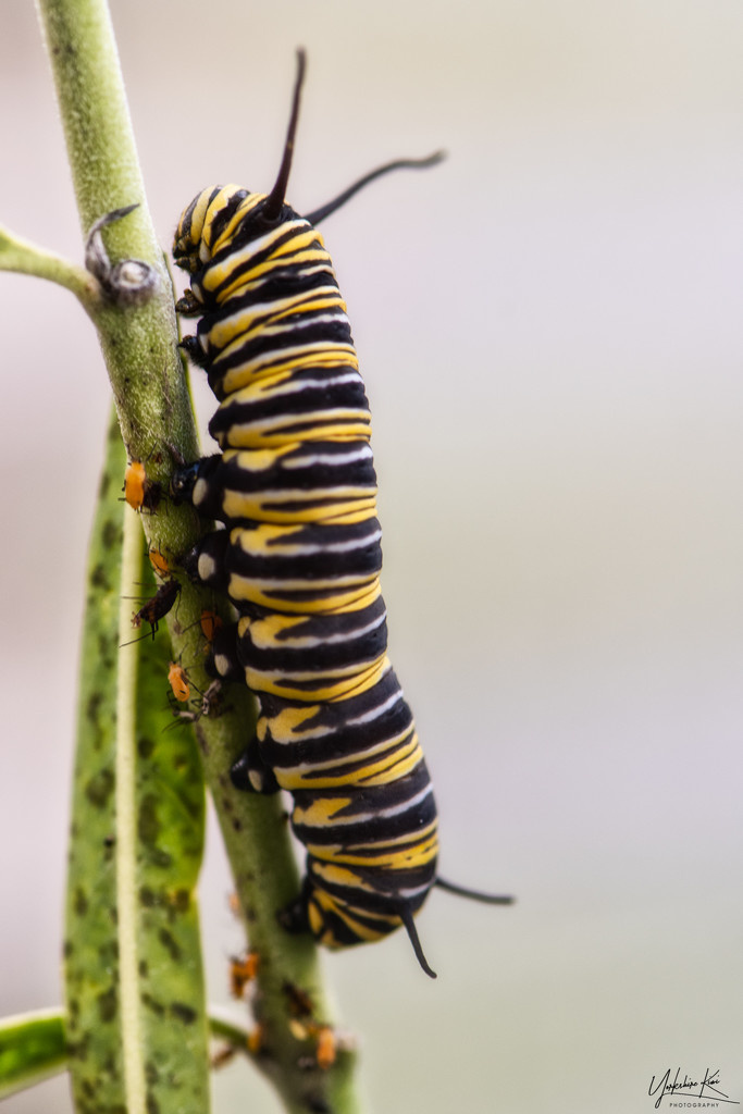Monarch Caterpillar by yorkshirekiwi