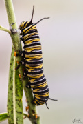18th Apr 2020 - Monarch Caterpillar
