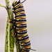 Monarch Caterpillar by yorkshirekiwi