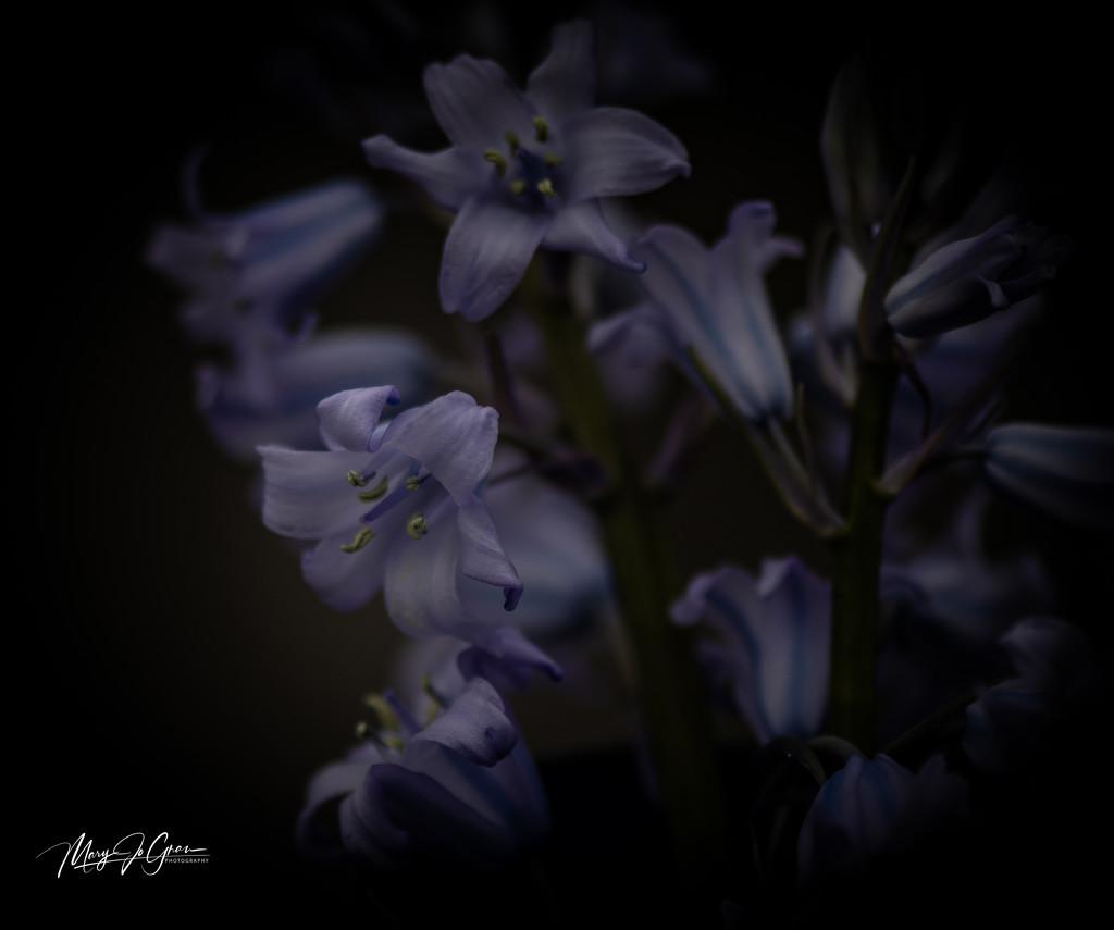~More Blue Bells~ by crowfan