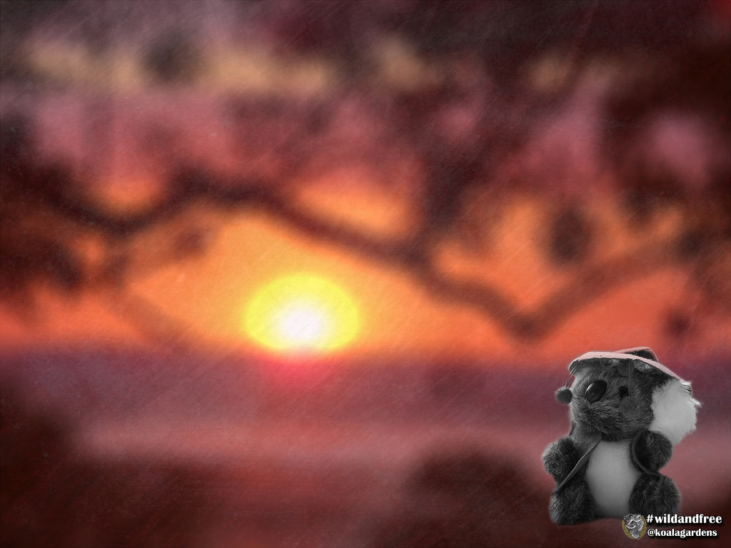 sweet sunrise faffing by koalagardens