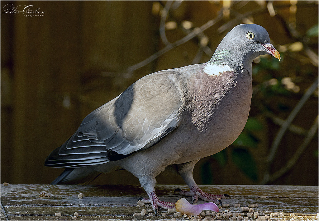 Wood Pigeon by pcoulson