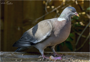 17th Apr 2020 - Wood Pigeon