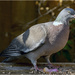 Wood Pigeon by pcoulson