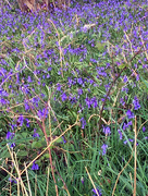 17th Apr 2020 - Bluebell woods