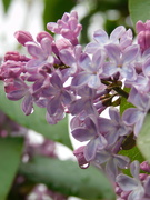 18th Apr 2020 - Raindrops on Lilac......... not quite the same ring to it!!