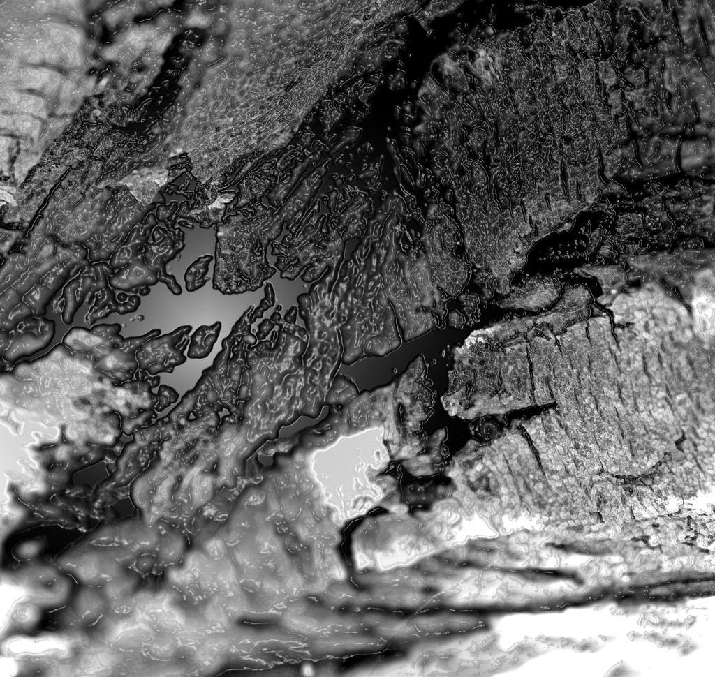 April 18th - plum tree bark by valpetersen