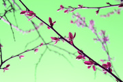 15th Apr 2020 - April 15th plum tree leaves