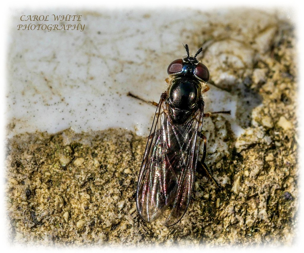 Tiny Hoverfly by carolmw