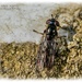 Tiny Hoverfly by carolmw