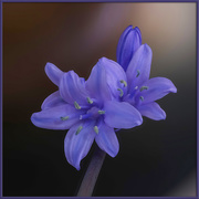 18th Apr 2020 - Captive Bluebell
