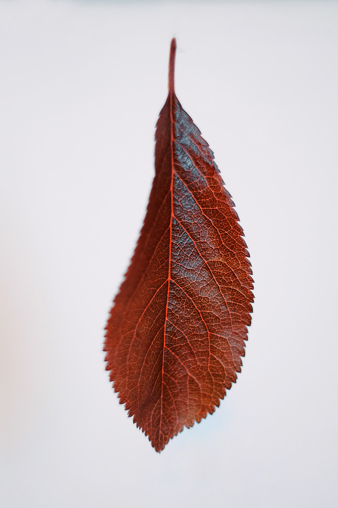 Japanese Cherry Tree Leaf by mattjcuk