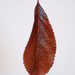 Japanese Cherry Tree Leaf by mattjcuk