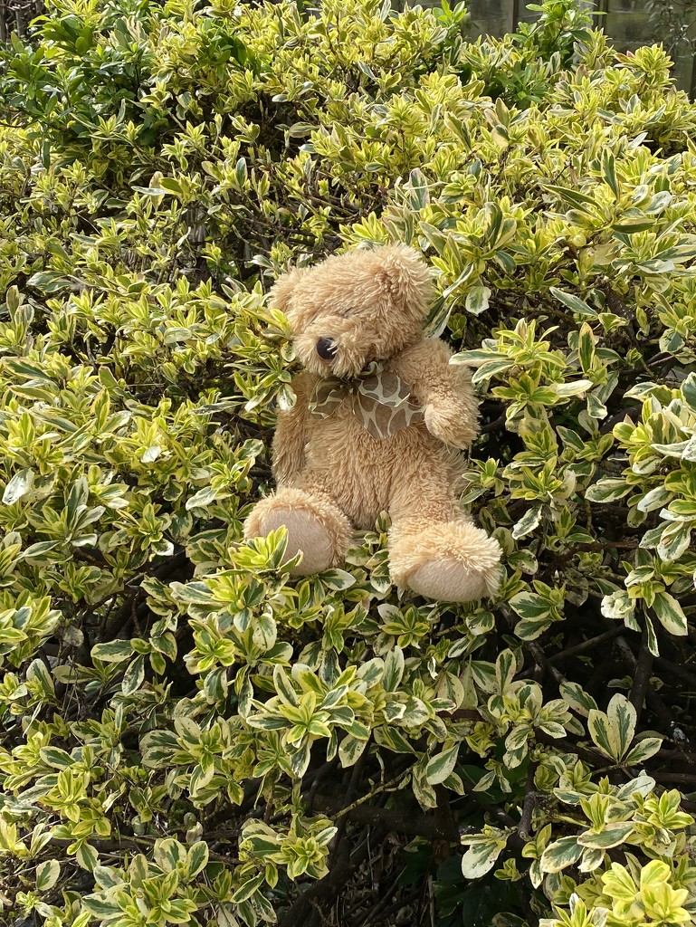 Teddy bear hunt on Easter Sunday  by judithmullineux