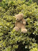 12th Apr 2020 - Teddy bear hunt on Easter Sunday 