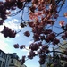 Urban Blossom by countrylassie