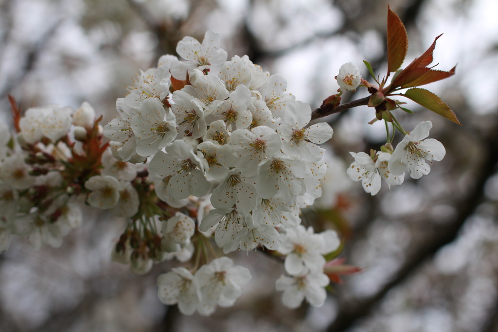 Cherry blossom by callymazoo