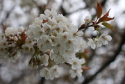 19th Apr 2020 - Cherry blossom