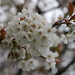 Cherry blossom by callymazoo