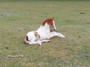 18th Apr 2020 - Day 33 The only foal on Whitchurch Down. 