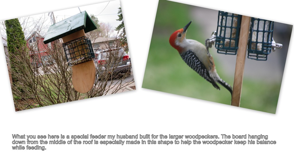 A bit of info how this big woodpecker balance on the feeder. by bruni