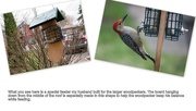 18th Apr 2020 - A bit of info how this big woodpecker balance on the feeder.