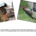 A bit of info how this big woodpecker balance on the feeder. by bruni