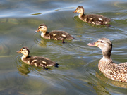 18th Apr 2020 - Mom and Her Ducklings