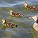 Mom and Her Ducklings by seattlite