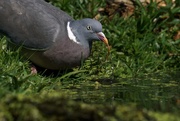 18th Apr 2020 - POSH PIGEON ! 